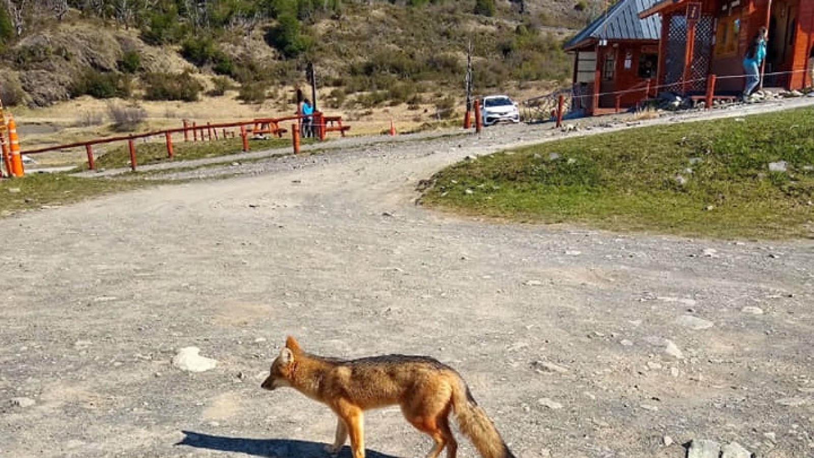 Piden a los visitantes del Parque Nacional Los Glaciares no alimentar a los animales silvestres